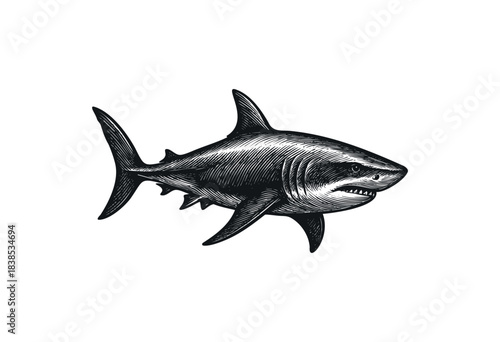 Vintage engraving style illustration of a shark with sharp teeth swimming to the right — stock illustration.