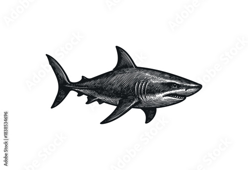 A detailed monochrome illustration of a great white shark swimming against a white background — stock illustration.