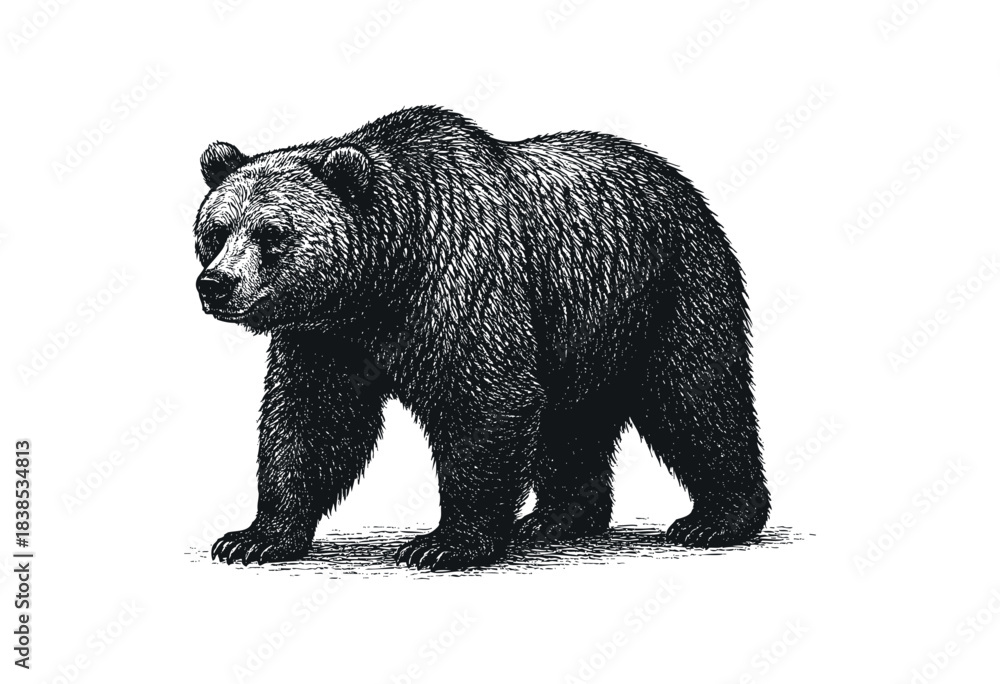 Fototapeta premium Detailed etching of a grizzly bear walking forward on a white background — stock illustration.