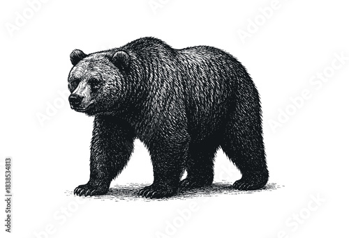 Detailed etching of a grizzly bear walking forward on a white background — stock illustration.