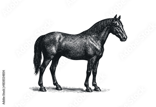 Vintage-style standing black horse illustration, detailed and graceful, isolated on white background — stock illustration.