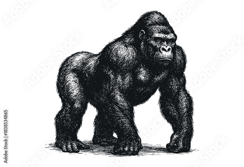 Striking black and white sketch of a muscular gorilla standing tall with detailed fur texture — stock illustration.