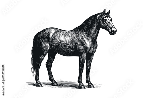 An elegant horse is presented in a vintage engraved style — stock illustration.