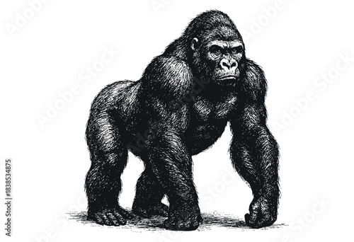 An imposing gorilla stands tall, rendered in a detailed black and white engraving style — stock illustration.