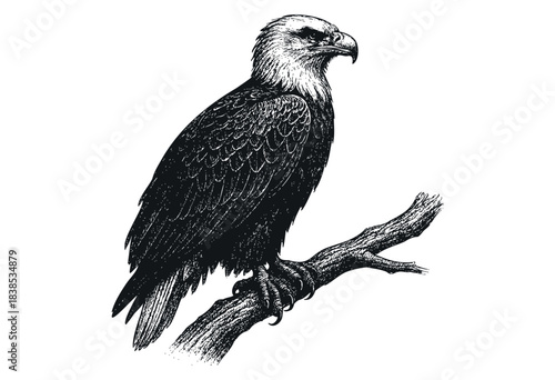 A majestic bald eagle is perched on a branch in a vintage engraving style — stock vector.