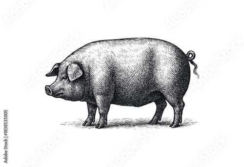 Detailed black and white drawing of a pig in vintage style — stock illustration.
