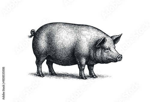A detailed monochrome pig drawing in a vintage etching style stands against a white background — stock illustration.