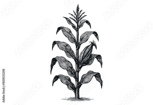 Engraved style illustration of a corn plant on a white background — stock illustration.