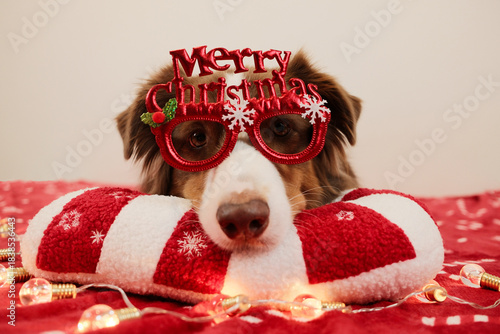 Australian Shepherd wearing Merry Christmas glasses looks forward while resting on a red candy cane pillow. Festive portrait conveys joyful warm holiday spirit.