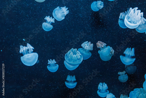 underwater photography jellyfish Blue Blubber Jelly, Catostylus mosaicus