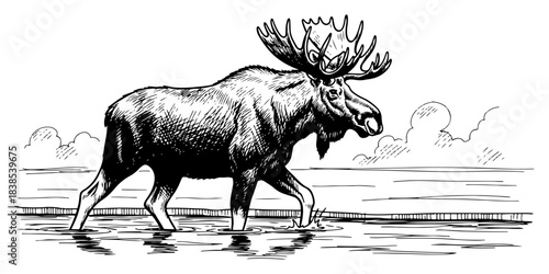 Moose Bull Standing in Water
