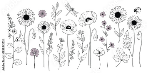 Wildflowers and insects, botanical sketch, black and white nature art, floral line drawing, dragonfly ladybug design, flat vector illustration