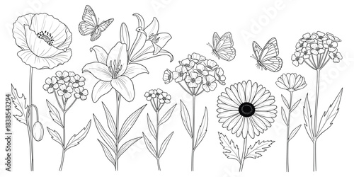Botanical flowers, butterflies, poppy, lily, daisy, black and white sketch, nature art, floral design, flat vector illustration