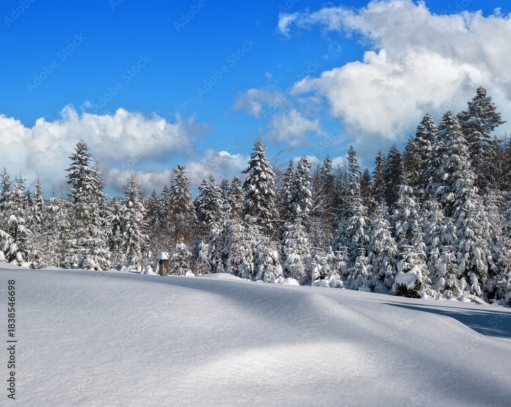 Obraz premium Alpine mountain snowy winter fir forest with snowdrifts