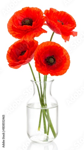 Red poppies in a clear glass vase
