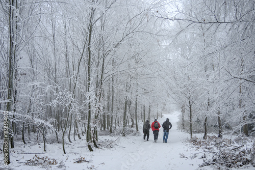 Three tourists walking along a path in a snowy forest.
