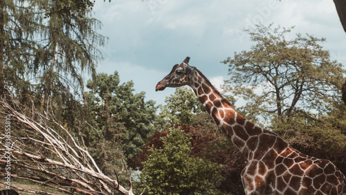 Canvas Print Giraffe in the zoo, summer day, natural enclosure, safari animal, wildlife photography, head detail, long neck, family trip, travel
