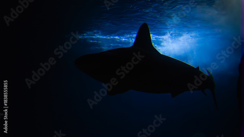 Photography Silhouette of a shark in an aquarium, blue-lit water, mysterious sea depth, underwater life, ocean fauna, wildlife, dark dramatic scene