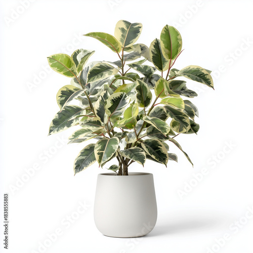 Rubber plant on pot