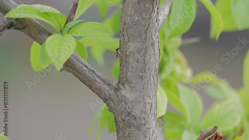 close-up colony of ants crawling on bark tree in spring