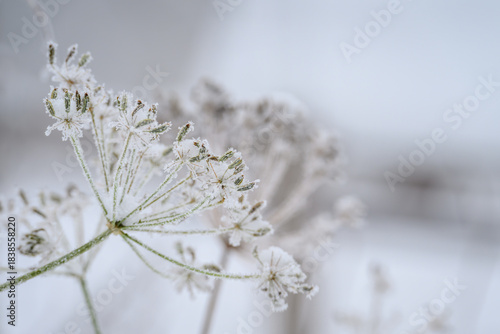 Frost on caraway seeds outside on the plant.
