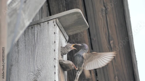 Parent Starling Feeding Chicks in a Wooden Birdhouse