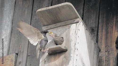 Starling Chick Being Fed an Insect by Parent Bird