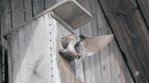 Parent Starling Feeding Chicks in a Wooden Birdhouse