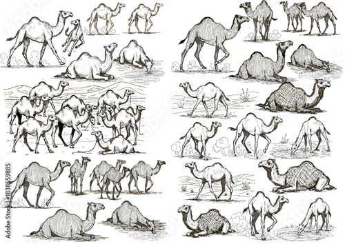 Camel Silhouette set in desert