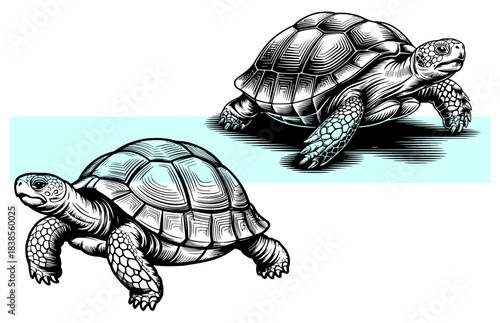 Two walking turtles set vintage engraving style black and white illustration