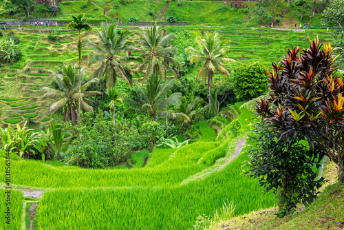 Ubud, Indonesia – View of the lush Tegalalang rice terraces with layered green fields creating a vibrant tropical landscape.