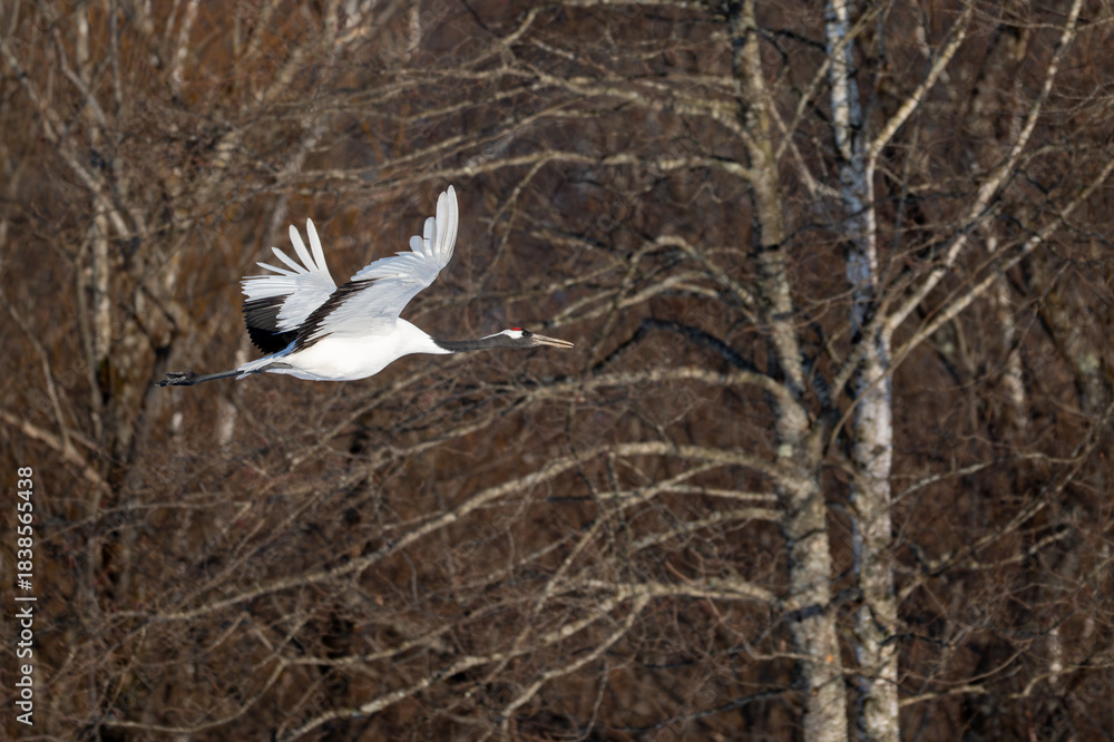 Naklejka premium Flying Red-crowned Crane in Winter Tsurui Village / 丹頂鶴の飛翔 鶴居村の冬景色