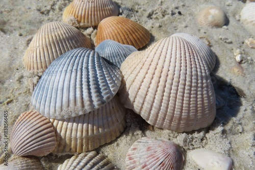 Seashells on the sand in Atlantic coast of North Florida