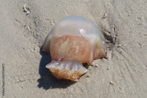 Cannonball jellyfish on Atlantic coast of North Florida