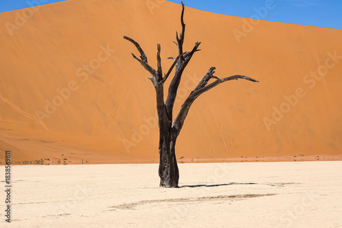 Фотография A solitary dead camelthorn tree stands on the bright white clay surface of Deadvlei, contrasted dramatically against the towering orange dunes of the Namib Desert in Namibia