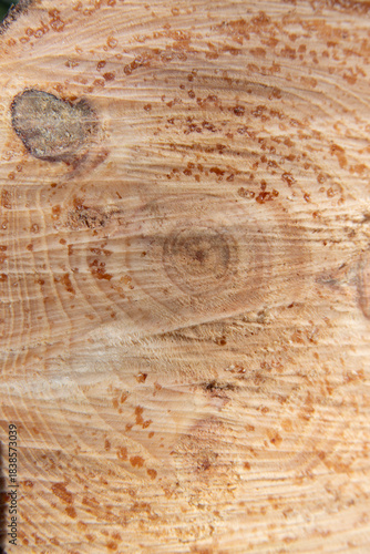 Cross-section of a pine log with visible growth rings, resin drops, and knots that highlight the natural texture of the wood and organic patterns.