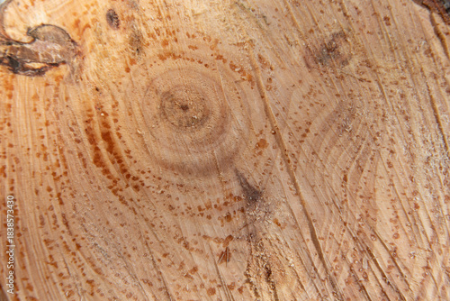 Cross-section of a pine log with visible growth rings, resin drops, and knots that highlight the natural texture of the wood and organic patterns.
