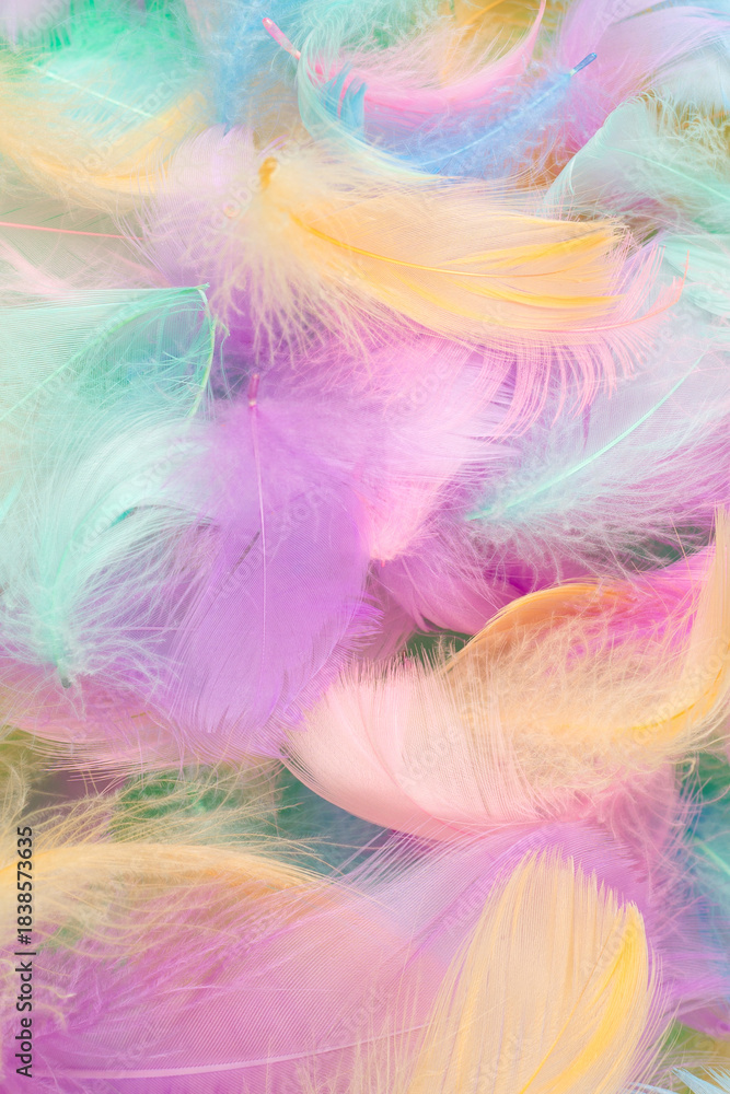 Obraz premium Colorful feather background, top view.