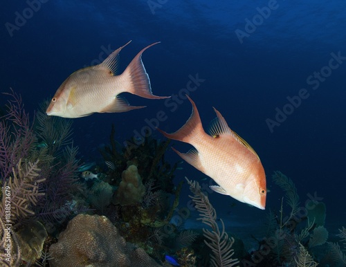 Two Hogfish swimming in different direction in the coral reef