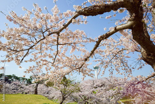 Wallpaper Mural 五稜郭公園の桜 Torontodigital.ca