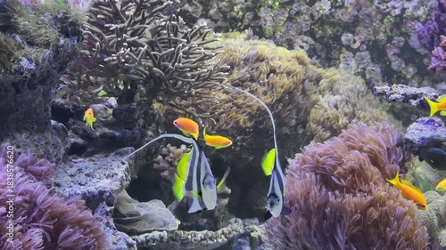 tropical fish swimming in coral reef aquarium with purple corals and clear water
