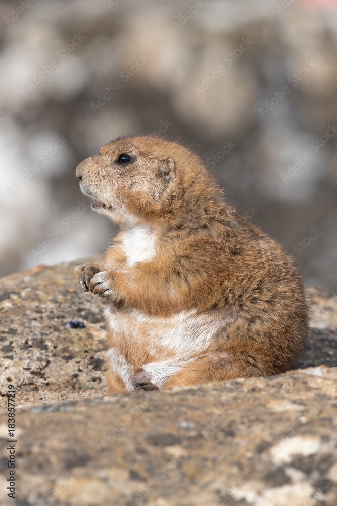 Naklejka premium Portrait of a groundhog (marmota monax) eating