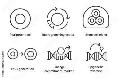 Epigenetics in Stem Cells. Line style icons of epigenetics in stem cells: pluripotent cell icon, reprogramming vector, stem cell