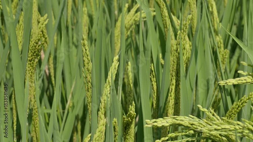 Close up shot of green rice plant with grains almost ripe, northeast China