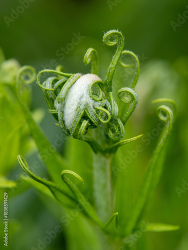 fiddlehead of a new plant in Buenos Aires, Argentina
