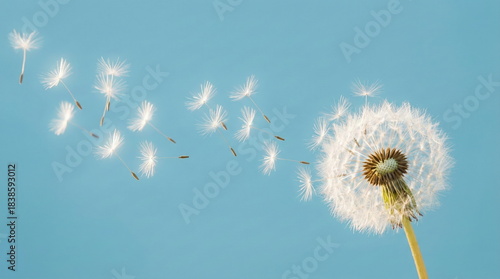Delicate dandelion seeds gracefully blow away against a clear blue sky, symbolizing freedom, wishes, and new beginnings.