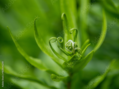 fiddlehead of a new plant in Buenos Aires, Argentina