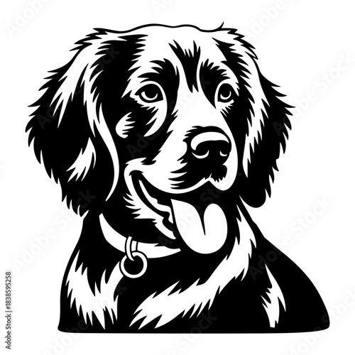 Boykin Spaniel Dog