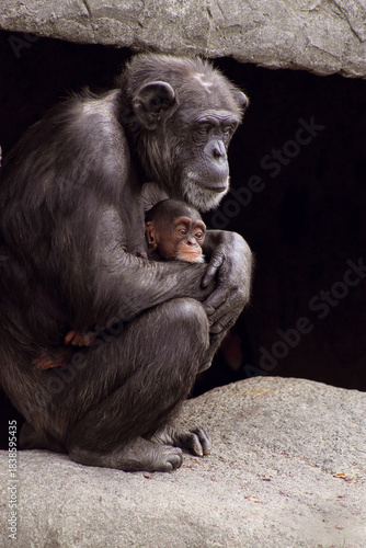 Close up image of Chimpanzee mother and baby with copy space. 