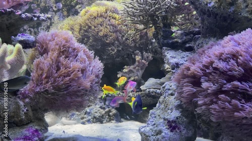 tropical fish of different colors swimming in coral reef aquarium with purple corals and clear water
